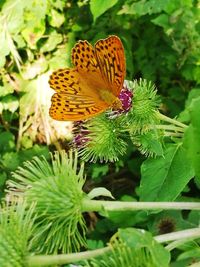 Close-up of butterfly pollinating on flower