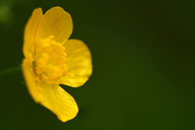 Close-up of yellow flower blooming against green background