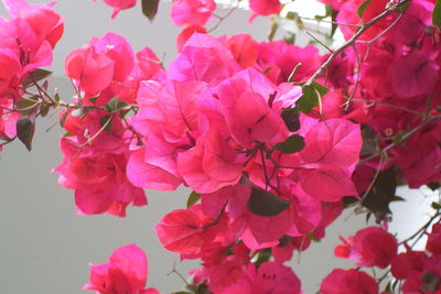 Close-up of pink bougainvillea blooming on tree