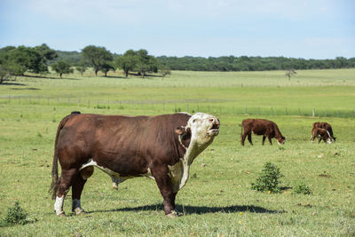 Cows grazing on field