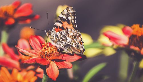 Close-up of butterfly on flower