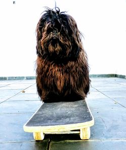 Close-up of dog sitting against clear sky