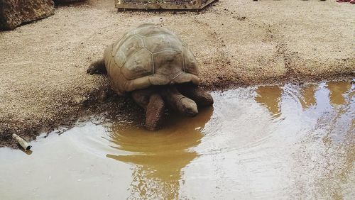 Turtle in water