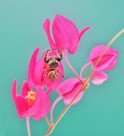 Close-up of spider on pink flower