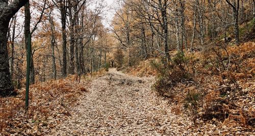 View of footpath in forest during autumn