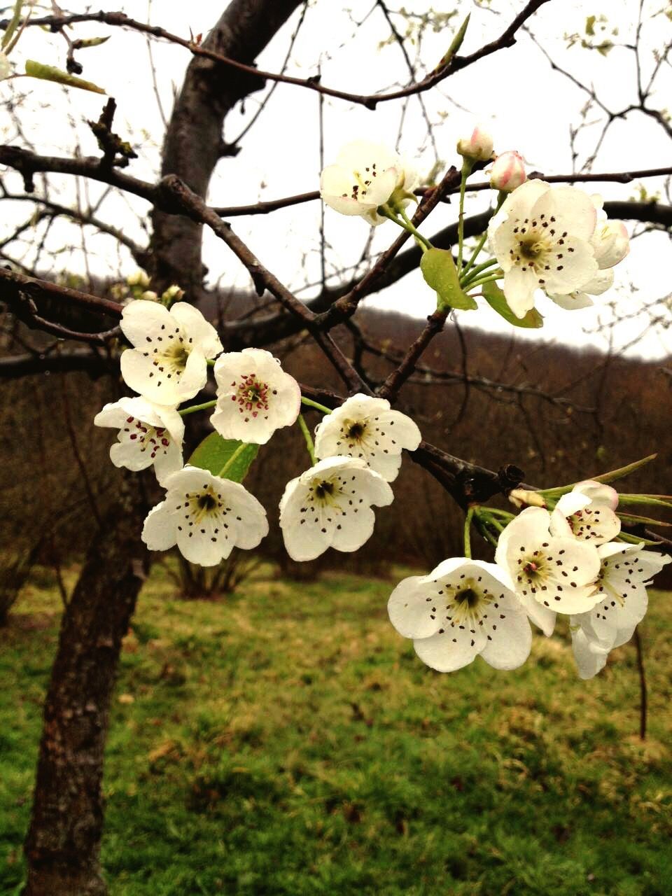flower, white color, fragility, freshness, petal, growth, tree, flower head, beauty in nature, nature, blooming, close-up, blossom, branch, plant, in bloom, white, cherry blossom, focus on foreground, day