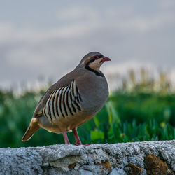 Bird perching on retaining wall