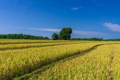 Indonesian natural scenery with yellow rice and sunny weather in kemumu village, north bengkulu