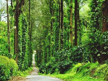 Empty pathway along trees in forest