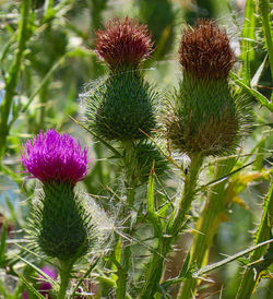 Close-up of thistle flowers