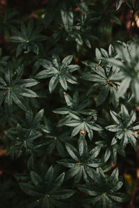 Full frame shot of fresh green leaves