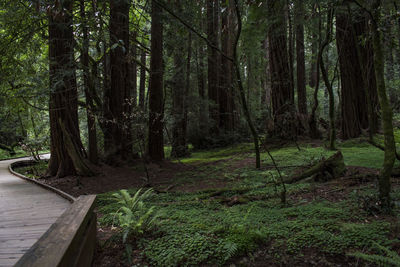 Trees growing in forest