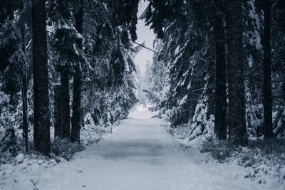 Trees in forest