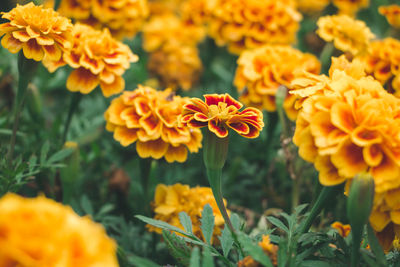 Close-up of marigold flowers blooming in park