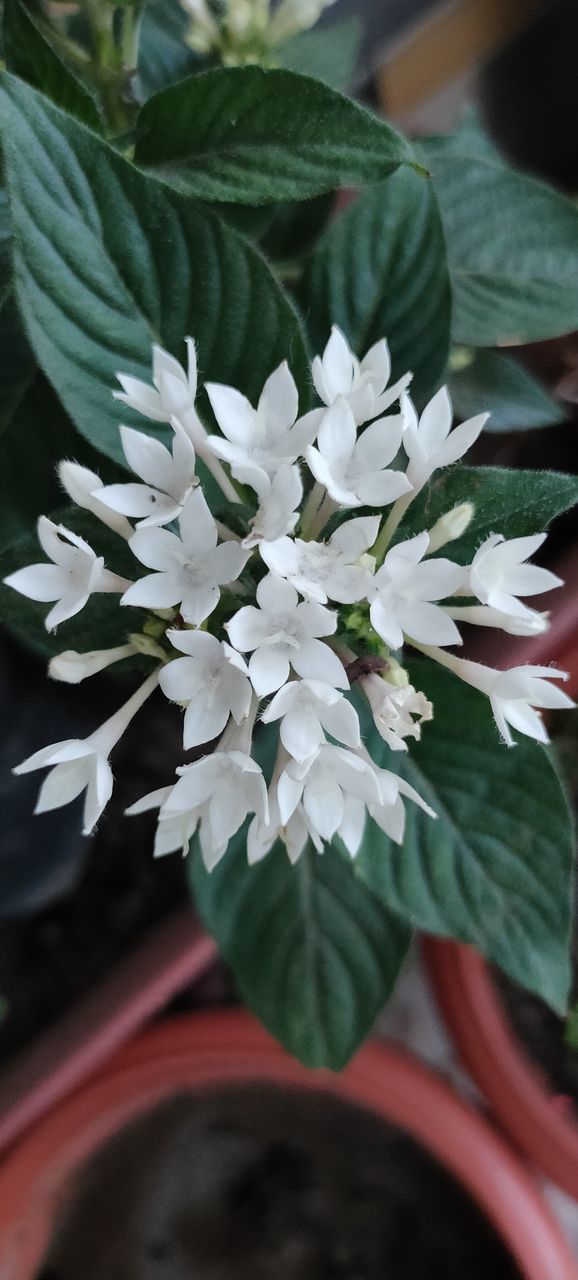 CLOSE-UP OF WHITE FLOWERING PLANT WITH BOUQUET