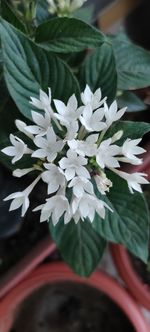 Close-up of white flowering plant