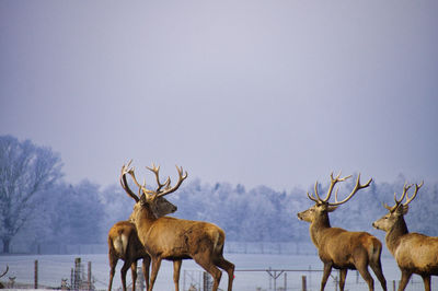 Herd of deer on snow covered field