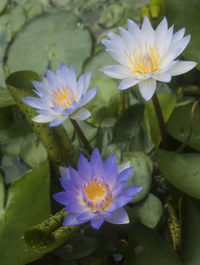 Close-up of lotus water lily in pond