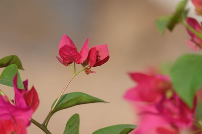 Close-up of pink flowering plant leaves