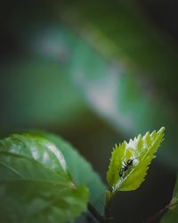 Close-up of green leaves