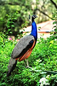 Peacock on a field