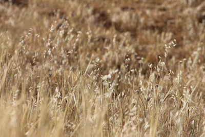 Full frame shot of wheat field