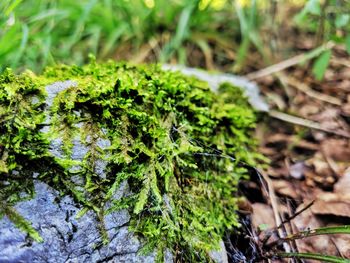 Close-up of moss growing on field