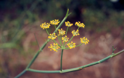 Close-up of yellow flowering plant on field