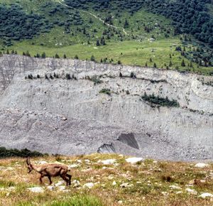 High angle view of sheep on field