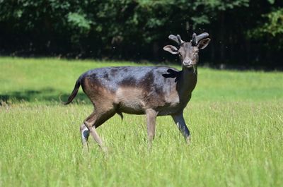 Deer standing in a field