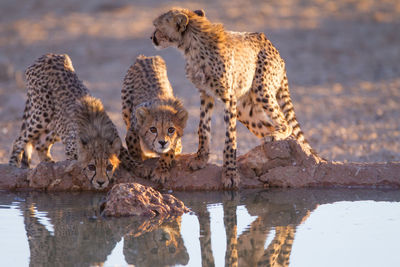 Panoramic view of a drinking water