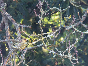 Close-up of frozen plant during winter