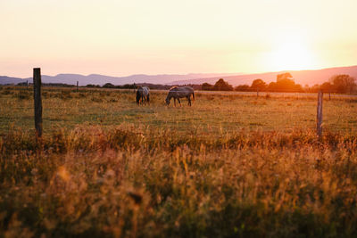 Horses in a field