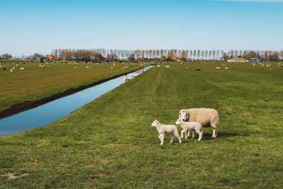 View of sheep on grassy field