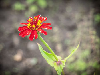 Close-up of red flowering plant