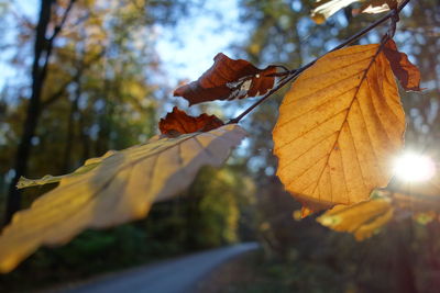 Close-up of maple leaves on tree