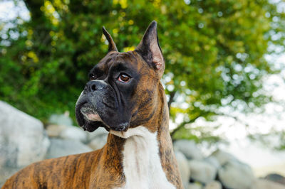 Close-up of dog looking away while standing against tree