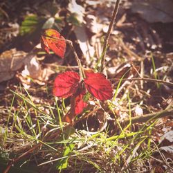 Close-up of red autumn leaves