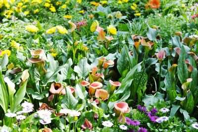 Close-up of fresh flowers in garden