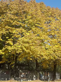 Low angle view of trees in park during autumn