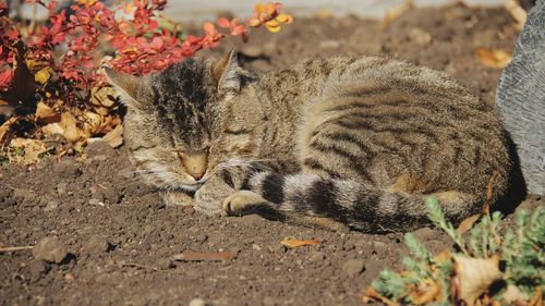 Cat lying on a field