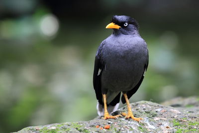 Close-up of bird perching on rock