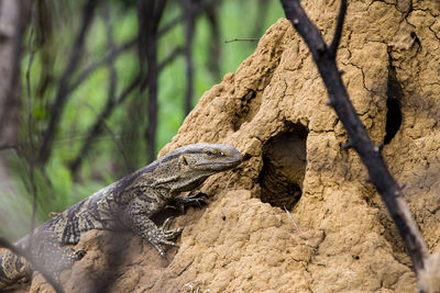 Close-up of lizard on tree trunk