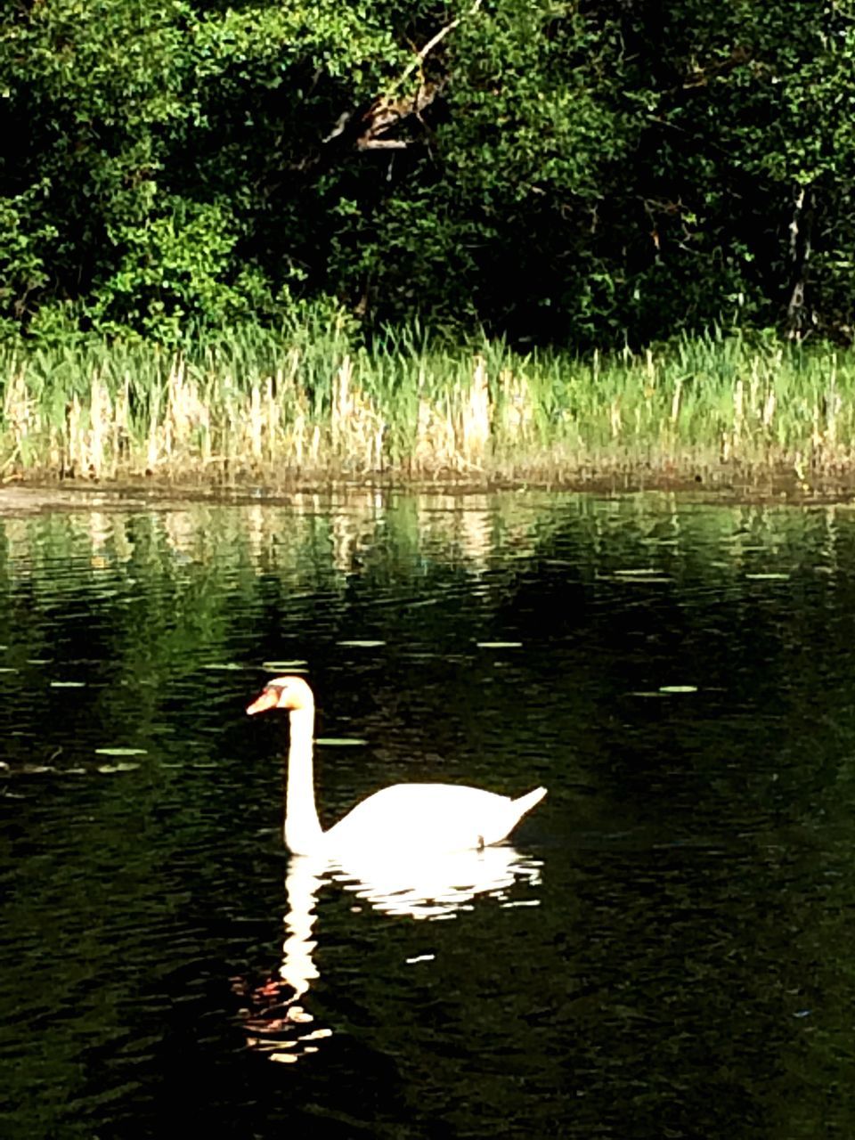 animal themes, bird, animals in the wild, water, wildlife, lake, swan, swimming, waterfront, nature, duck, reflection, rippled, water bird, beauty in nature, two animals, tranquility, outdoors, tree, no people