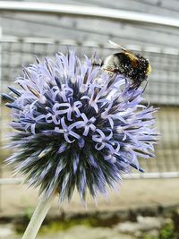 Close-up of bee on flower