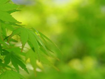 Close-up of leaves against blurred background