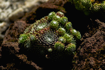 High angle view of succulent plant on field