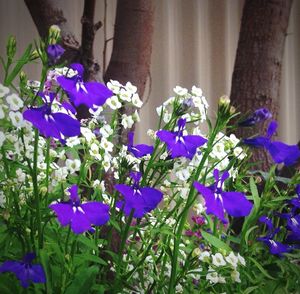 Close-up of purple flowers