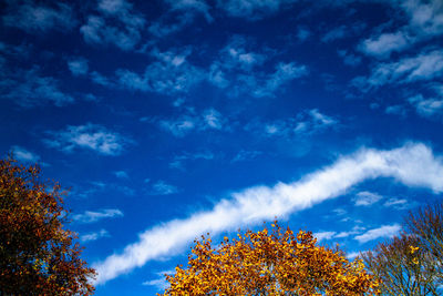 Low angle view of trees against blue sky