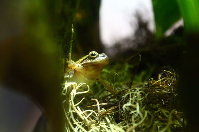 Close-up of frog